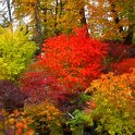 Acer palmatum collection d'automne